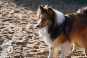 Hutabilder-26-03-w02-039