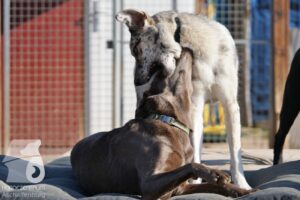 Hutabilder-26-03-w02-042