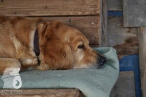 Hutabilder-26-03-w02-043