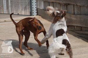 Hutabilder-26-03-w02-046