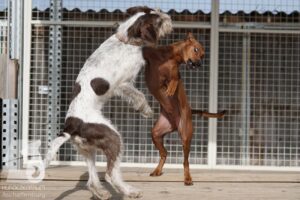 Hutabilder-26-03-w02-047