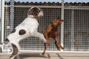 Hutabilder-26-03-w02-048