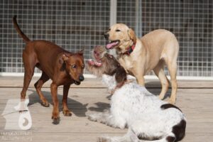 Hutabilder-26-03-w02-049