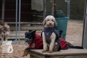 Hutabilder-26-03-w02-052