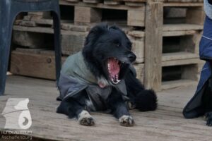 Hutabilder-26-03-w02-054