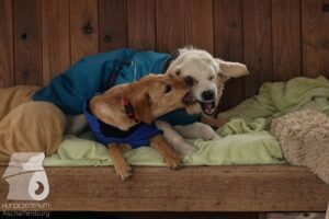 Hutabilder-26-03-w02-058