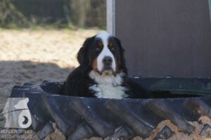 Hutabilder-26-03-w02-066