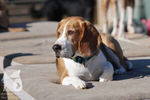 Hutabilder-26-03-w02-067