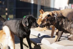 Hutabilder-26-03-w02-068