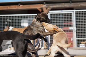 Hutabilder-26-03-w02-069