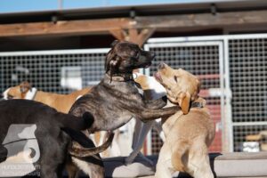 Hutabilder-26-03-w02-070