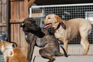 Hutabilder-26-03-w02-071