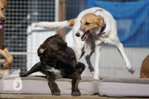 Hutabilder-26-03-w02-072