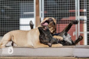 Hutabilder-26-03-w02-076