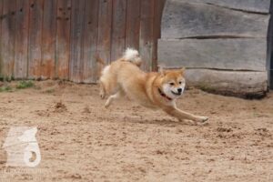 Hutabilder-26-03-w02-079