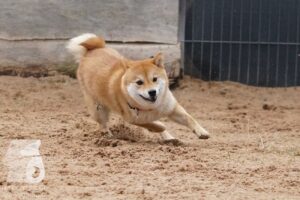 Hutabilder-26-03-w02-080