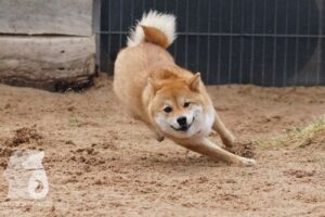 Hutabilder-26-03-w02-081