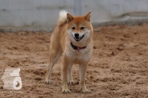 Hutabilder-26-03-w02-082