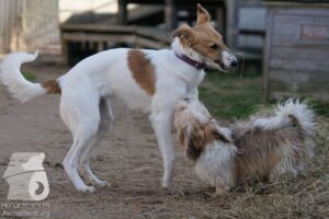 Hutabilder-26-03-w02-084