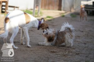 Hutabilder-26-03-w02-085