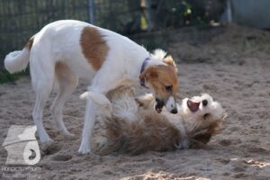 Hutabilder-26-03-w02-087