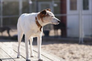 Hutabilder-26-03-w02-092