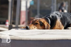 Hutabilder-26-03-w02-095