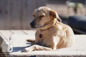 Hutabilder-26-03-w02-101