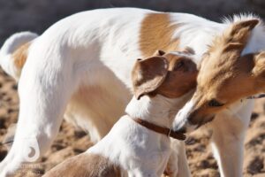 Hutabilder-26-03-w02-106