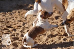 Hutabilder-26-03-w02-107