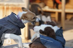 Hutabilder-26-03-w02-108