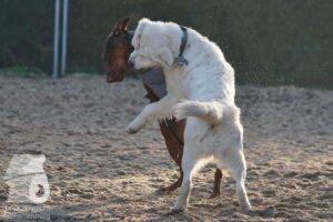 Hutabilder-26-03-w02-114