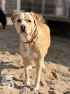 Hutabilder-26-03-w09-012