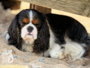 Hutabilder-26-03-w09-013