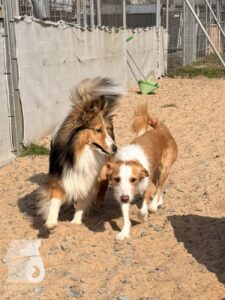 Hutabilder-26-03-w09-015