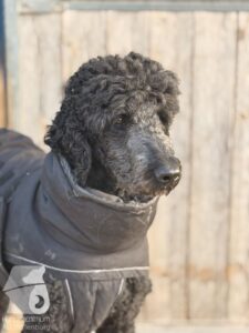 Hutabilder-26-03-w09-022