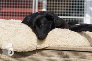 Hutabilder-26-03-w09-026