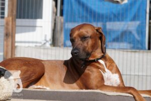 Hutabilder-26-03-w09-027