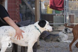 Hutabilder-26-03-w09-028