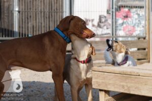 Hutabilder-26-03-w09-029