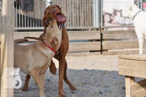 Hutabilder-26-03-w09-030