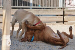 Hutabilder-26-03-w09-031