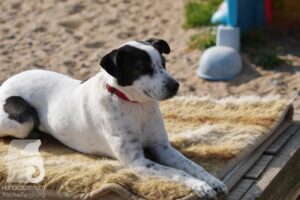 Hutabilder-26-03-w09-033