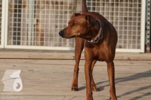 Hutabilder-26-03-w09-038