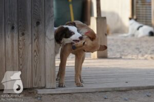 Hutabilder-26-03-w09-039