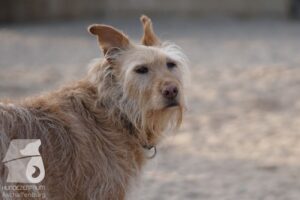 Hutabilder-26-03-w09-041