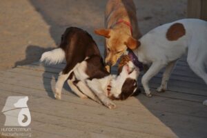 Hutabilder-26-03-w09-042