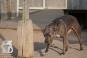 Hutabilder-26-03-w09-043