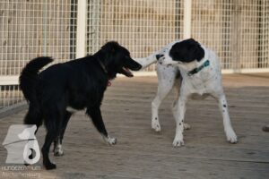 Hutabilder-26-03-w09-044