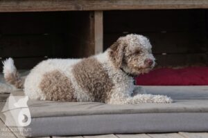 Hutabilder-26-03-w09-045